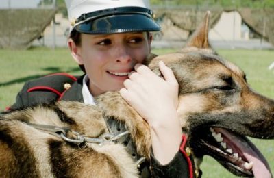 《忠犬》与《战犬瑞克斯》：狗狗电影的感人之作缩略图